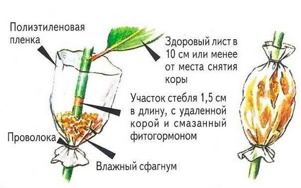 Уникальный способ размножения деревьев и кустарников. Уникальный способ размножения деревьев и кустарников.