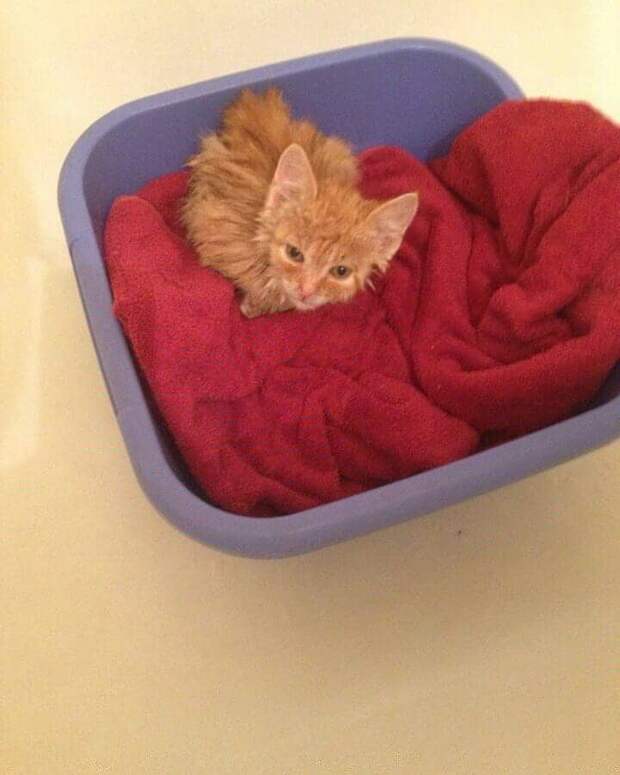 котёнок в доме