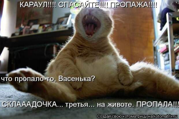 Лучшие котоматрицы недели (50 фото)