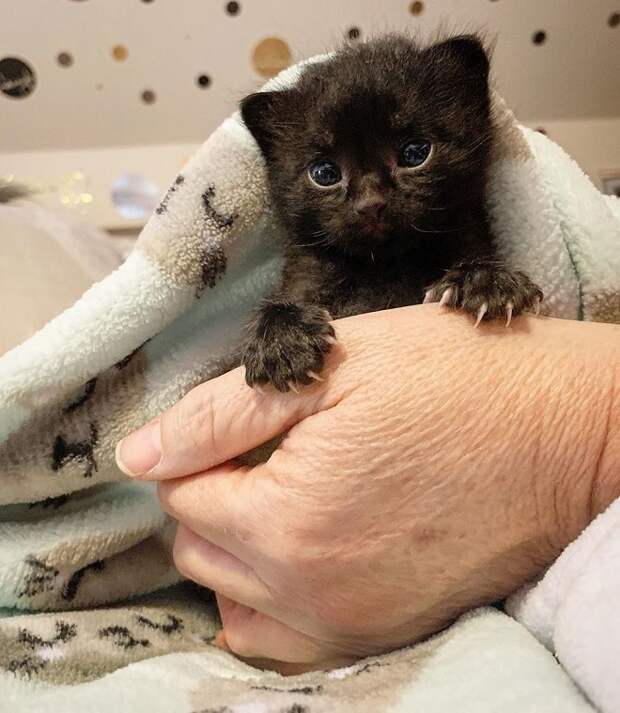 Котенок держится за руку Котенок и рука