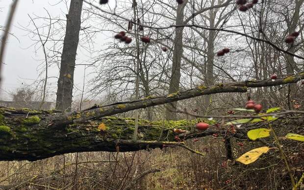 В Рязанской области 29 апреля сохранится сильный ветер и гололедица
