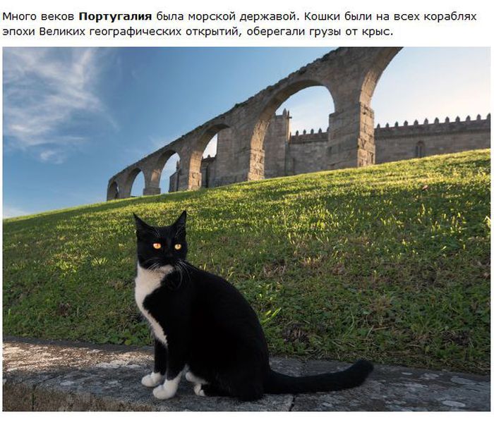 Города котиков (28 фото)