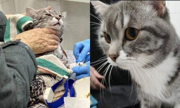 Пенсионерка случайно постирала кота в машинке. За жизнь питомца боролись несколько часов