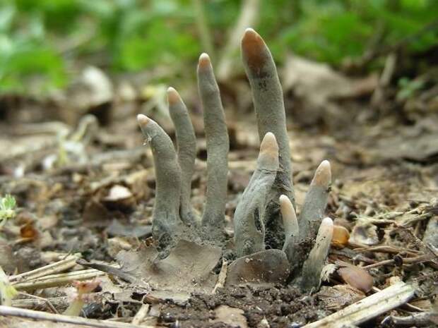 2. Ксилария многообразная, также известная как Пальцы мертвеца животные, мир, подборка, природа, ужас, фото, явление