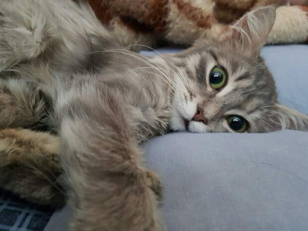 полосатая кошка на кровати