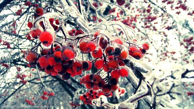 15 декабря в Рязанской области ожидается до -13 градусов