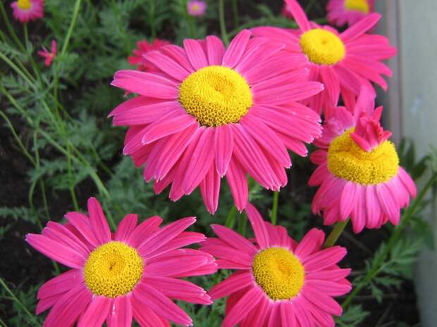 Красиво и с пользой: цветы-обереги для огородников