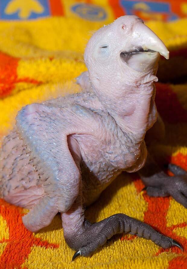 Изменение птенца ара с рождения до двух месяцев жизни ара, животные, попугай, птенец