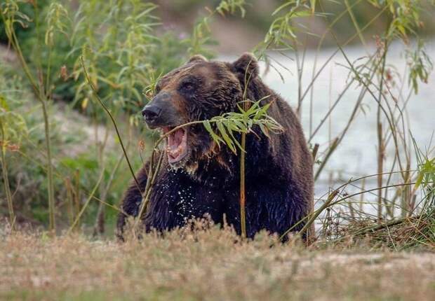 После 17 лет неволи уссурийский медведь обрел свободу Счастливый конец, дикая природа, животные, зоозащитники, обретший свободу, освобождение, свободу животным, уссурийский медведь