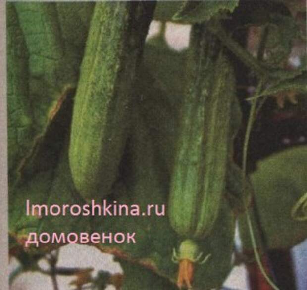 Технология выращивания огурцов