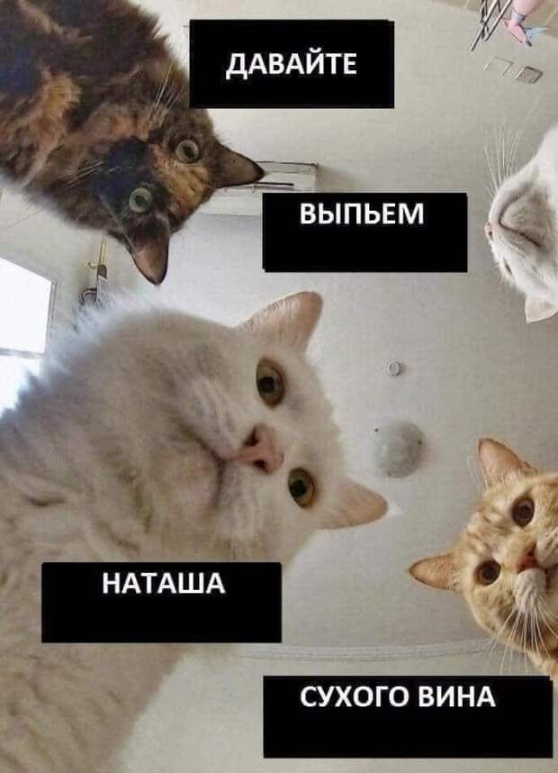 «Наташ, вставай! Мы уронили вообще все!»: на фоне последних событий в сети обрел популярность новый мем с котами