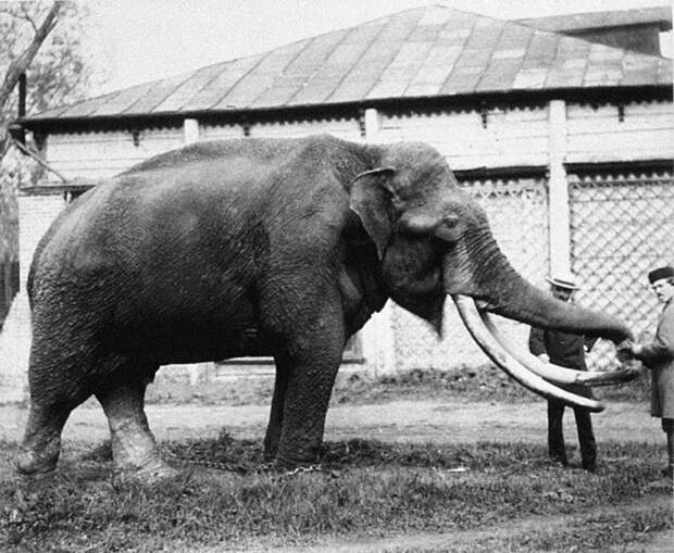 Слон, подаренный императором Александром II, 1870 год животные, зоопарк