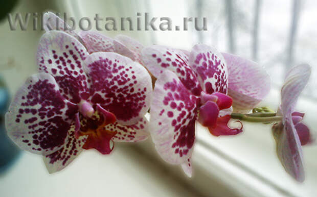 orchideya-menyet-cvet-01