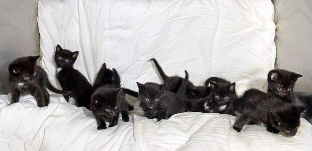 15 черных котят внутри чемодана, Сара Миллс, Sarah Mills, котята внутри чемодана