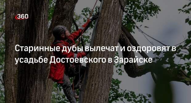 Старинные дубы вылечат и оздоровят в усадьбе Достоевского в Зарайске