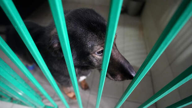 Штрафы за выброшенных домашних животных планируют увеличить в 10 раз