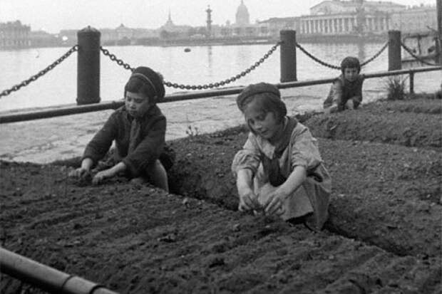 Урожай на газонах: как блокадный Ленинград спасал свою жизнь Великая Отечественная Война, голод, ленинград, ленинградская блокада, огород