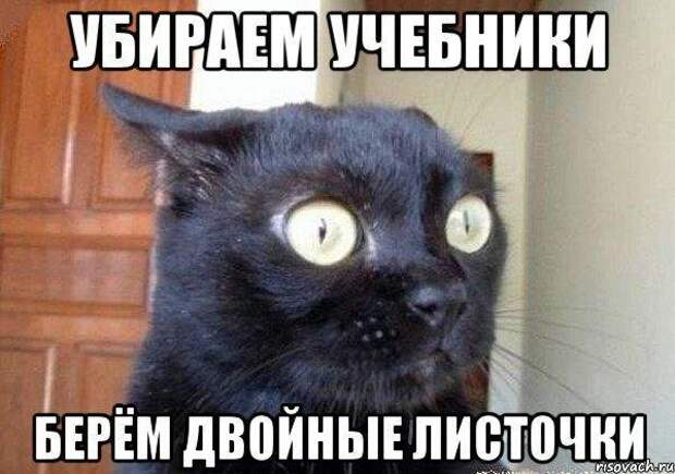Смешные фото котов с надписями
