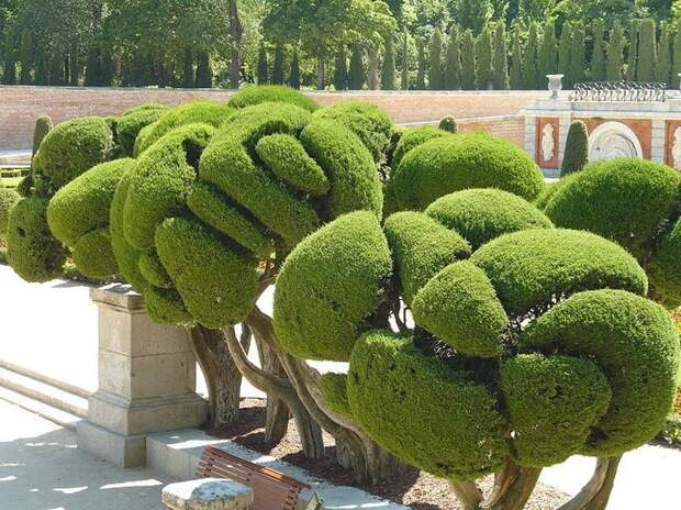 Топиарий: необычная форма растений для декора сада