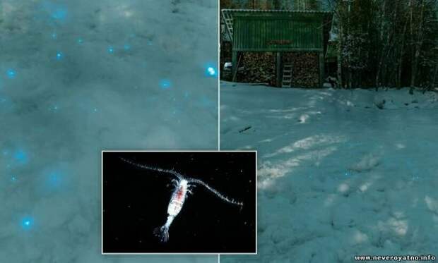 В Арктике замечено странное голубое свечение снега