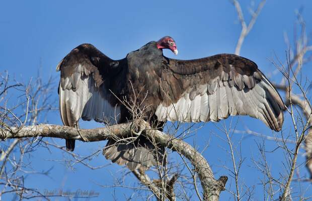 Гриф-индейка - Turkey Vulture