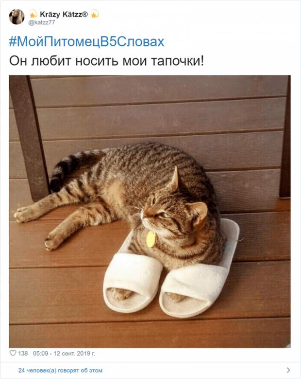 Флешмоб «Мой питомец в пяти словах» Флешмоб «Мой питомец в пяти словах»