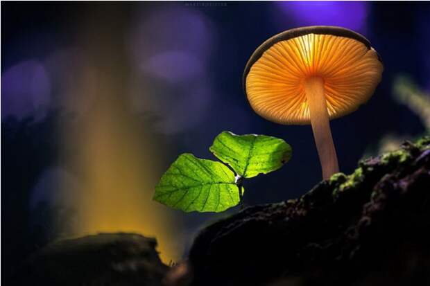 Сказочные грибы грибы, красота