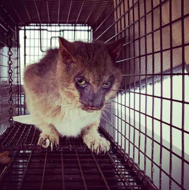 Люди сторонились устрашающего кота, но он просто нуждался в любви Люди сторонились устрашающего кота, но он просто нуждался в любви история, история спасения, коты, кошка, кошки, помощь животным, спасение животных