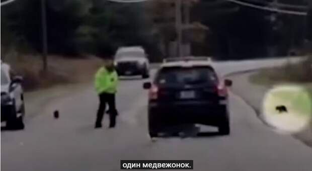 Блог - Видео: как полицейский помог медведице и ее детенышам перейти дорогу Видео: как полицейский помог медведице и ее детенышам перейти дорогу