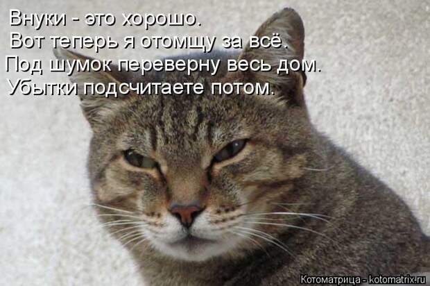 Котоматрица: Убытки подсчитаете потом. Под шумок переверну весь дом.  Вот теперь я отомщу за всё. Внуки - это хорошо.