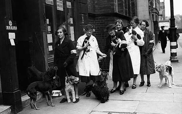 Жительницы Лондона стоят в очереди со своими домашними животными перед входом в Национальный комитет по мерам предосторожности при воздушных налетах, 1940 год. Фото Imperial War Museum