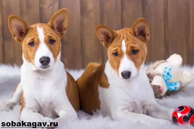 Басенджи собака. Описание, особенности, уход и цена породы басенджи