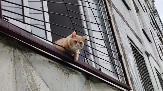 Учёные раскрыли секрет, почему кошки всегда приземляются на лапы