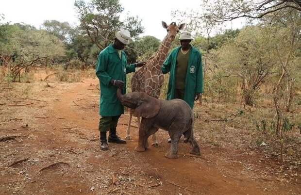 Крепкая дружба осиротевших слоненка и жирафа Жираф и слоненок, животные, факты