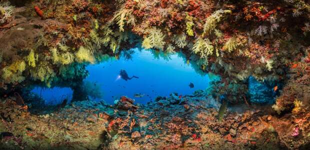 17 фотографий победителей фотоконкурса Underwater Photographer of the Year
