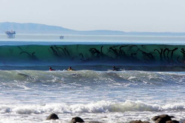 Морские чудовища выпустили свои щупальца? Нет, это просто волна несет гигантские водоросли! картинки, фото, это интересно