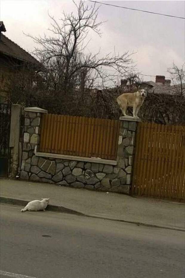 Веселые картинки на утро понедельника (11 фото) Веселые картинки на утро понедельника (11 фото)