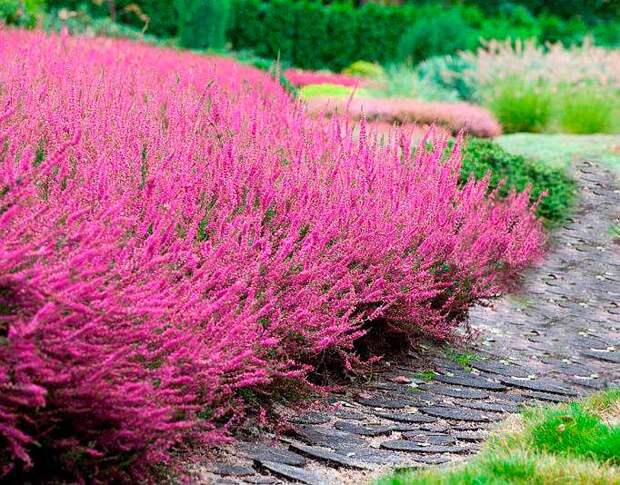 Лекарственное растение Вереск обыкновенный (Calluna vulgaris)