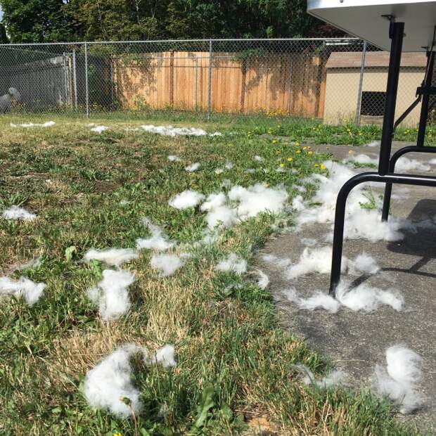 When you have dogs, you're bound to have a lot of fur! Here's how I put my Great Pyrenees' fur to good use.