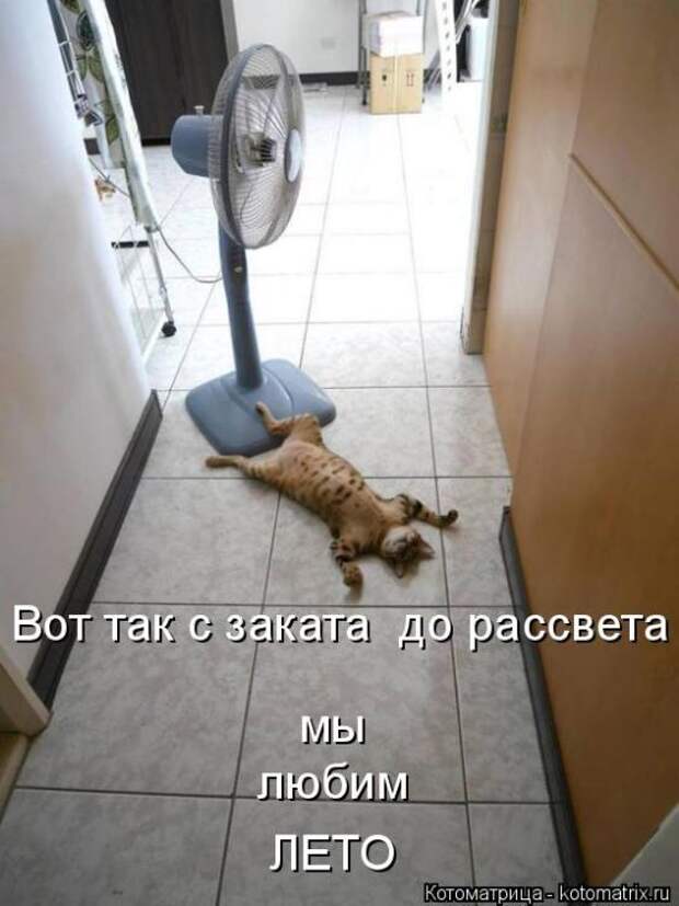 Лучшие котоматрицы недели (50 фото)