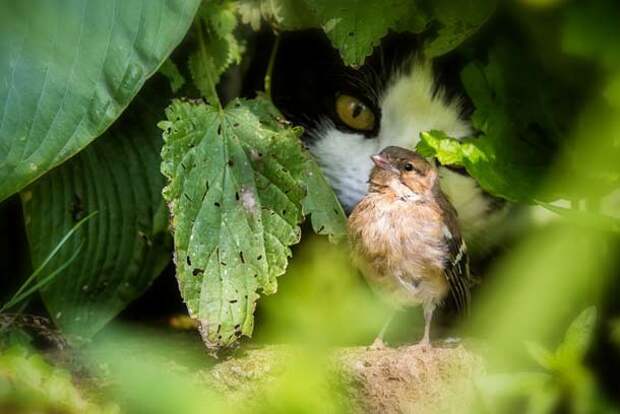 birdandcat2-610x408
