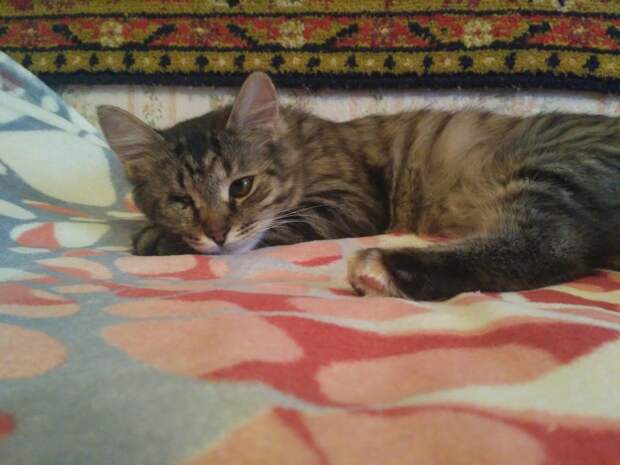 спасение котенка Одноглазый котенок