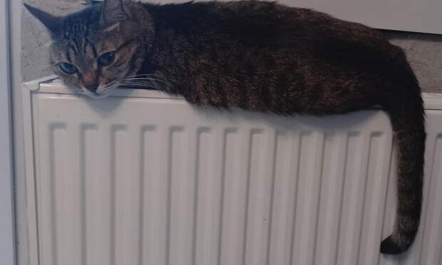 Почему кошки спят на батареях? Четыре случая, когда их надо оттуда гнать взашей