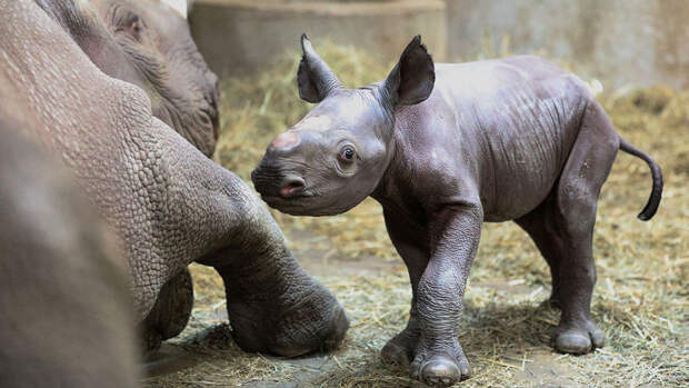В ЮАР 20 носорогам вживили капсулы с изотопами для защиты от браконьеров