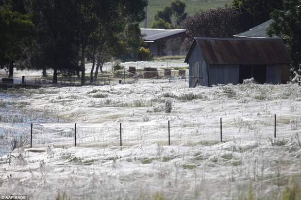 В Австралии гигантская стая пауков захватила парк, спасаясь от наводнения австралия, пауки, ужасы