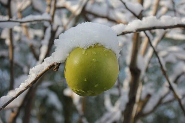 Apple, Зимой, Снег, Зеленый, Яблоня, Белый, Фруктов