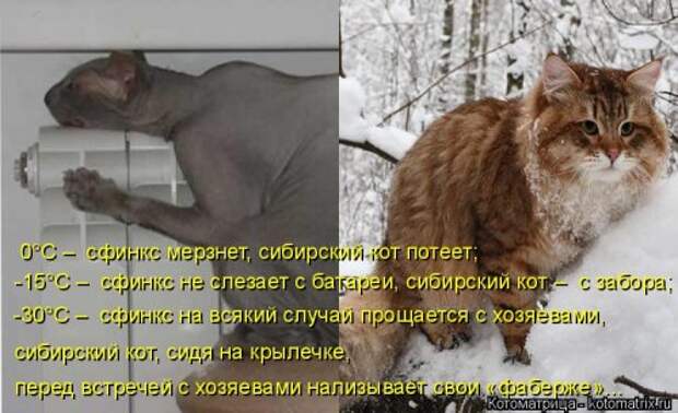 Свежая котоматрица на Бугаге (37 фото)
