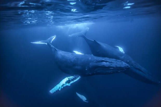 Самец и самка синего кита: основные отличия