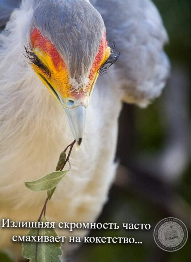 Скромность