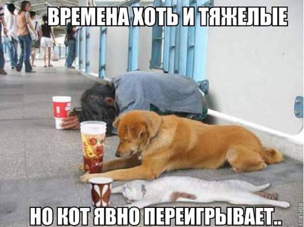 Смешные картинки с надписями прикол, юмор